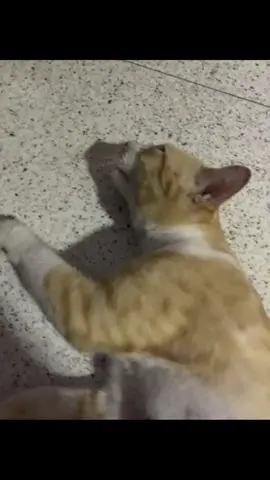 #cat #cats #cattok #livephoto #livephotos 