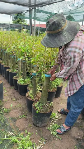 Blackthonr hàng khủng của nhà huỳnh châu