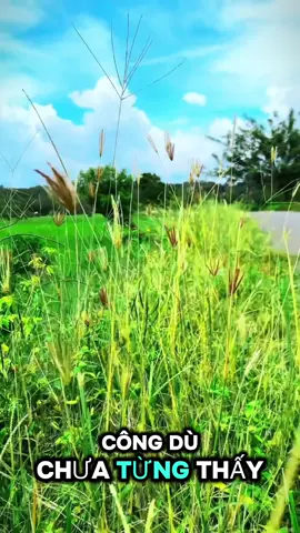 Nước đến chỗ cùng cực là nước đẹp Người đến chỗ cùng cực là tái sinh Nếu thân không khổ thì phúc Lộc không đầy Nếu lòng không khổ thì trí tuệ không thông##chamdentraitim #loichamday #chualanh #trietlysong #nangluongtichcuc 