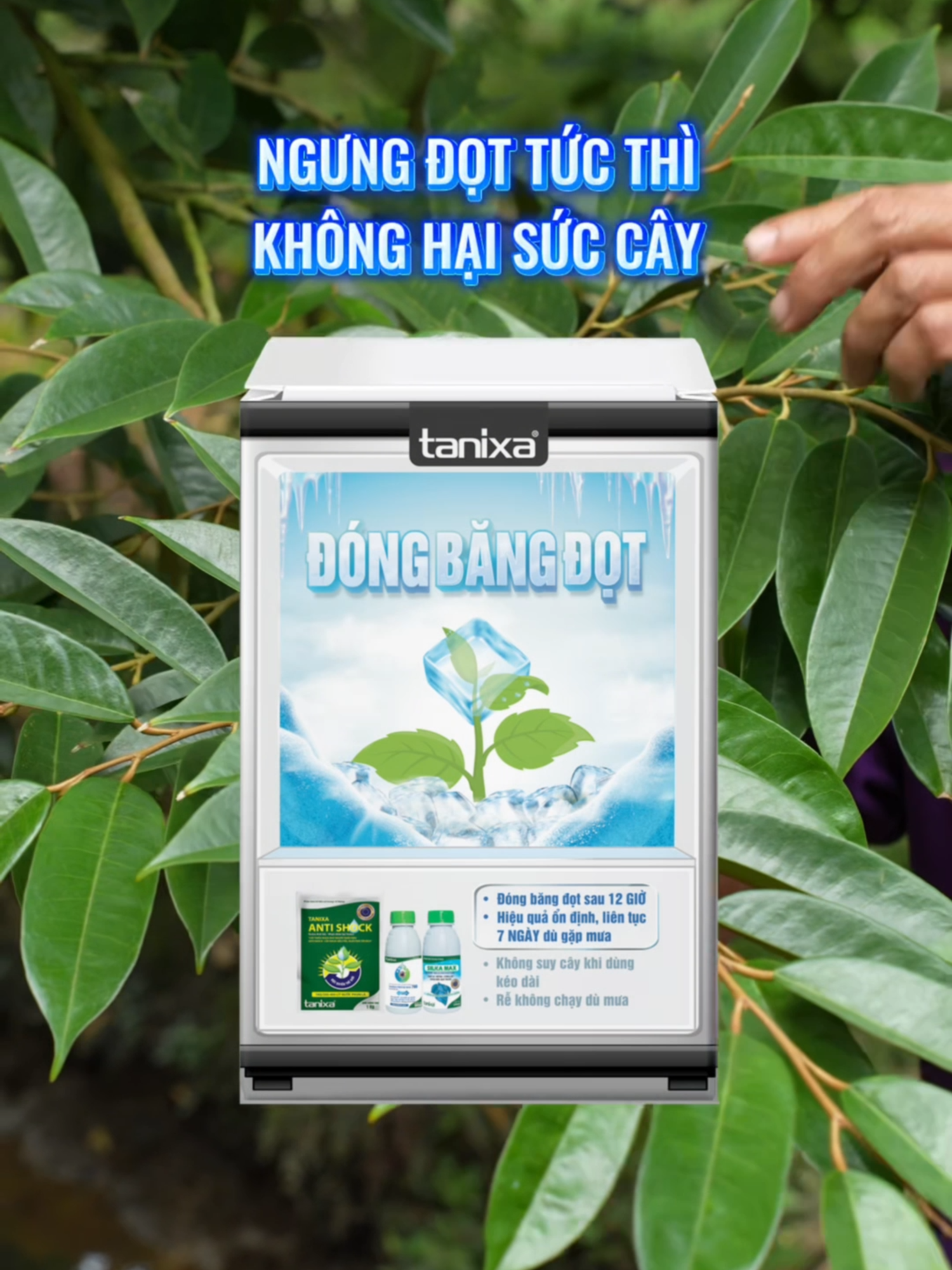 Giảii pháp ĐÓNG BĂNG ĐỌT Tanixa được nghiên cứu và thử nghiệm kỹ càng, hịệu quả tới đâu kiểm chứng tới đó! Tanixa nói không với vàng lá, cháy lá, mất đọt, bà con có thể yên tâm nuôi trái to khoẻ, không lo đi đọt làm ảnh hưởng năng suất mùa vụ #tanixa #nhanongthongthaitanixa #saurieng #chandotsaurieng #dongbangdong