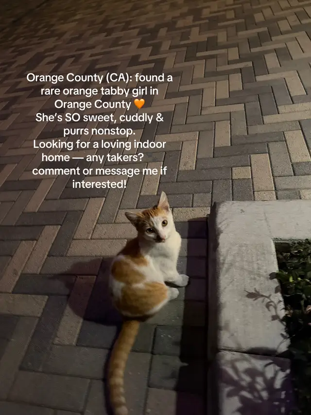#cats #catsoftiktok #catlover #orangecounty #animals 