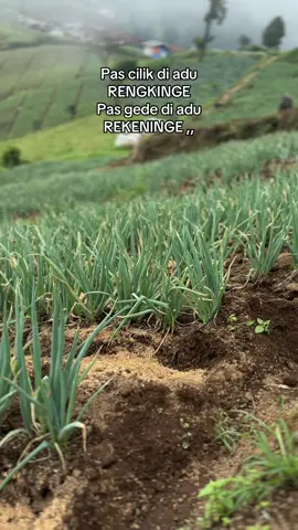 Ya pora cah cahh??,,#fyp #petanimilenial #petaniindonesia🇮🇩🇮🇩🇮🇩🌿🌿 #petanikentang 