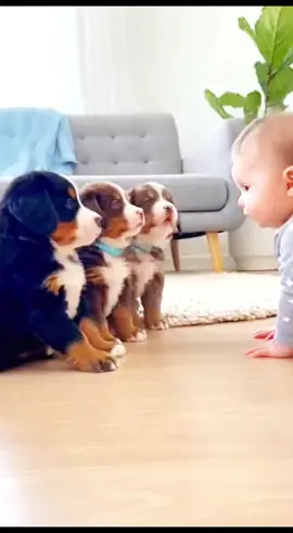 #baby#funny#dogs#fryu 