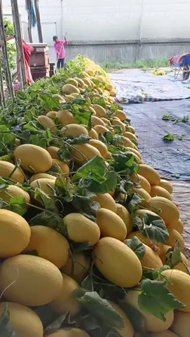 Tiếp tục hành trình đi tìm trái ngọt của em