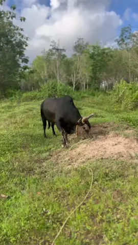 วันที่ 6 คู่ที่ 1 พบกันสมาชิก#โหนดพยัคฆ์ร้ายเหนือเมฆจอมพลัง #ลูกโหนด #ค่ายโคนายหัวนังบ้านหน้าควน #สนามชนโคนาบิลหลา #วัวชนคนใต้💯 