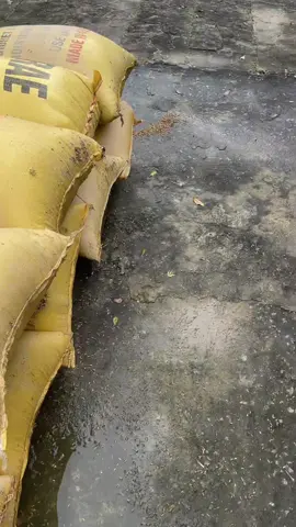 Giải cứu lúa bị ngập lụt 🥺#lũlutmientrung #cuutromientrung #xh #viral #quảngnam 