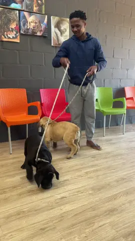 Ghost and Genghis popping in at Cape animal fertility Clinic 😍 #DogsofTikTok #BoerboelBreed #blackboerboel #boerboel #NarcoBoerboels 