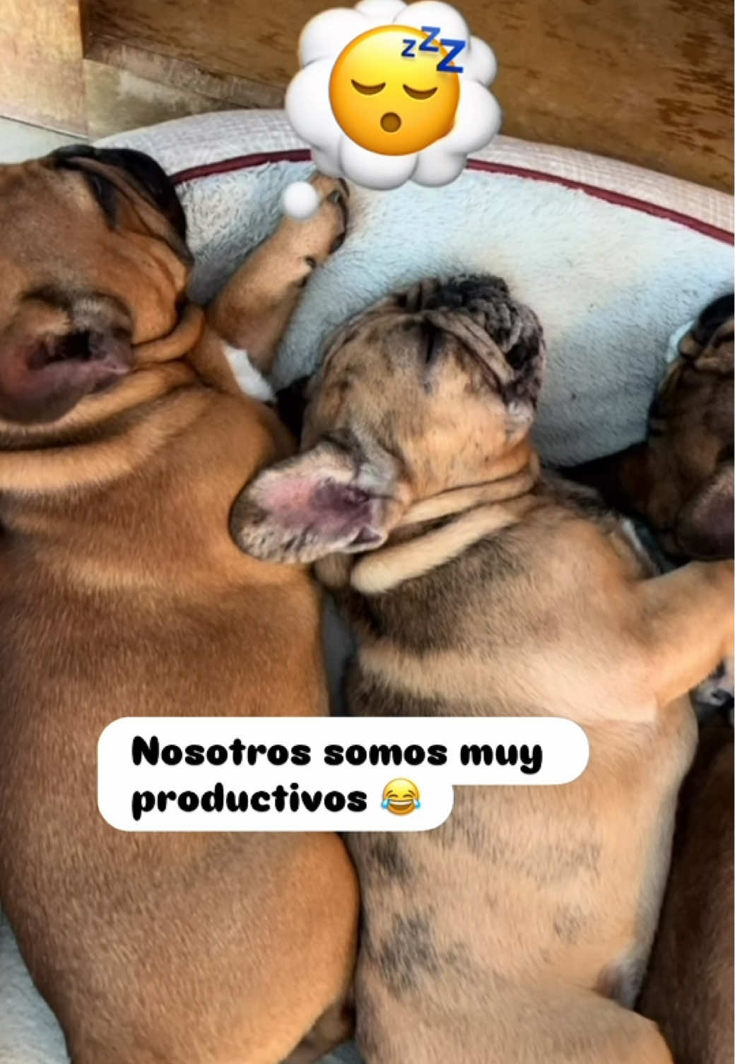 Así somos los perritos muy dormilones 😴😊😃😂 #humor #perritosgraciosos #perritoslindos #parati 