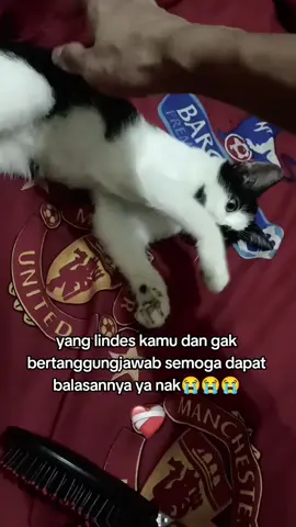 mama sampai nangisin kamu terus blackie😭😭 sekarang kamu sudah bahagia dirumah barumu semoga nanti kita dipertemukan disurga nya allah SWT amin 🤲#catlover #kucinglucu #kucingku #fypp #viralvideo 