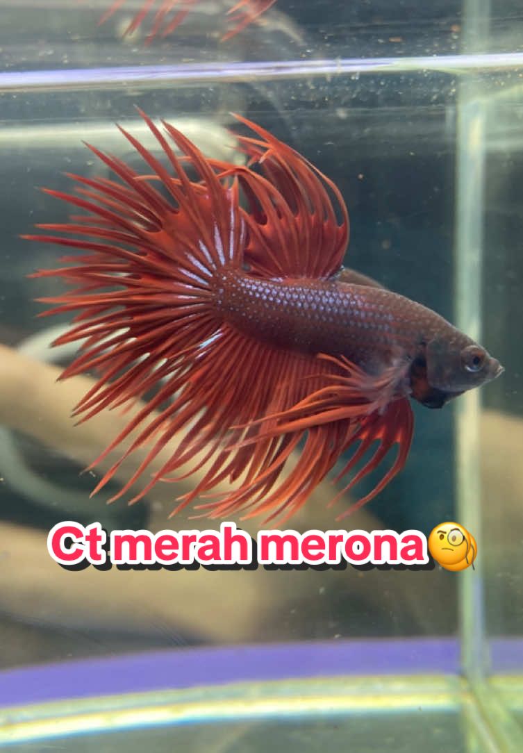 #crowntailbetta #yonkoubetta #cupangbekasitimur #crowntailindonesia 