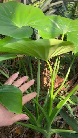 Đau nhức xương khớp khỏi lo #bichtrabuoi #daunhucxuongkhop #gaidotsong #tebichantay 