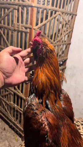 Tornado #ayamjago #ayamjagoindonesia #ayambangkoksuper 