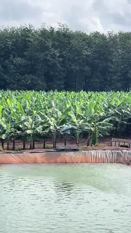 Đủ ngày, đủ tháng hoa sẽ tự nở