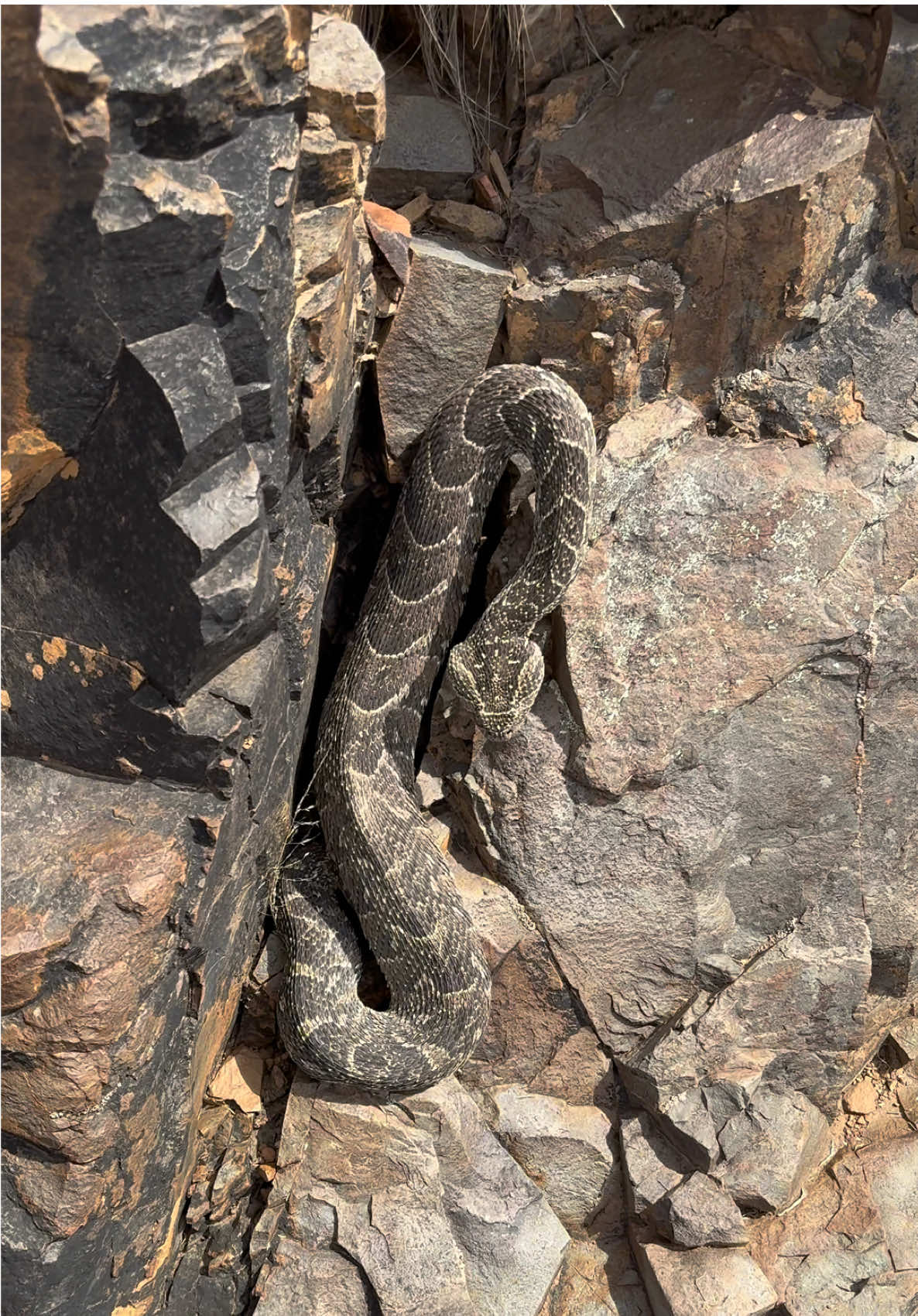 You don’t want to walk up on this. #herpsza #snakes #wildlife #nature #animals