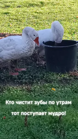 Водные процедуры  #гуси 