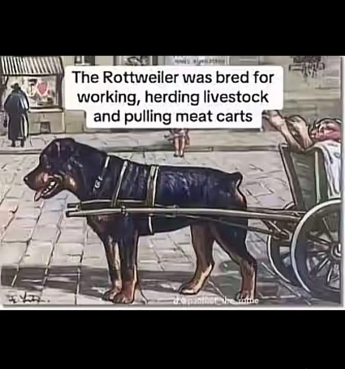 #rottweiler #dog #puppy #spoiled 