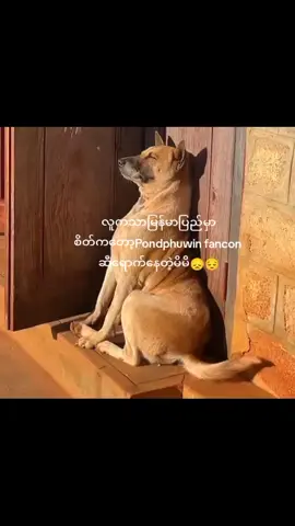 သားတော်မောင်တေဆီ ဘယ်ချိန်မှသွားနိုင်မာလဲနော်😞😔 #pondphuwin #pondphuwinfancond2 #fyb #foryou #titokviral 