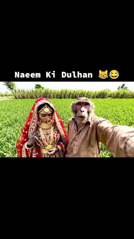 Naeem Ki Dulhan 😹😂🤣 #funnyvideos #funnybaby #monkeymakeup #monkeyvideo #monkey 
