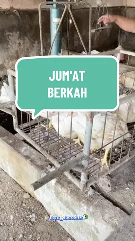 .Yg tanya Mami spill yg di tetangga dong,jgn di luar trs.Hmm lunas ya gaes,walaupun sungkan/nda' enak sangat tp nurutin aja hehehe.Sebenarnya pembagian mulai tetangga2 dulu kok baru lanjut di jalan,itupun nda' semua yg kena expose yg penting tersimpan.Maklum keterbatasan tangan yg masak sendiri,merekam video sendiri & edit sendiri.Mohon maaf sebelumnya ini bukan pamer/gmn2 hanya sekedar dokumentasi kenang2an buat pribadi & yg nda' suka boleh skip.Sehat selalu & lancar rezekinya untuk yg baca🥰😇🙏...#fyp#fypviral#jum'atberkah#rere_crocodile🐊