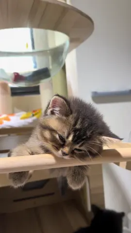 Sabar bu mami papi acu sebenernya c i o 🥹