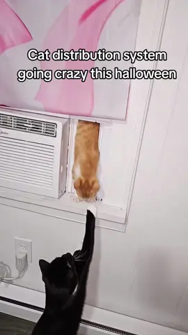 in all my days I aint never seen something like this  #catdistributionsystem #catsoftiktok #cat #catlover 