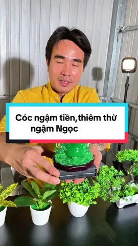 Cóc ngâm tiền – biểu tượng hút tài lộc, càng để lâu càng “phát#xuhuong #tiepthanthien #cocngamtien 