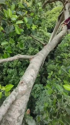 sangat tinggi ges😱 #maduhutanjawabarat 