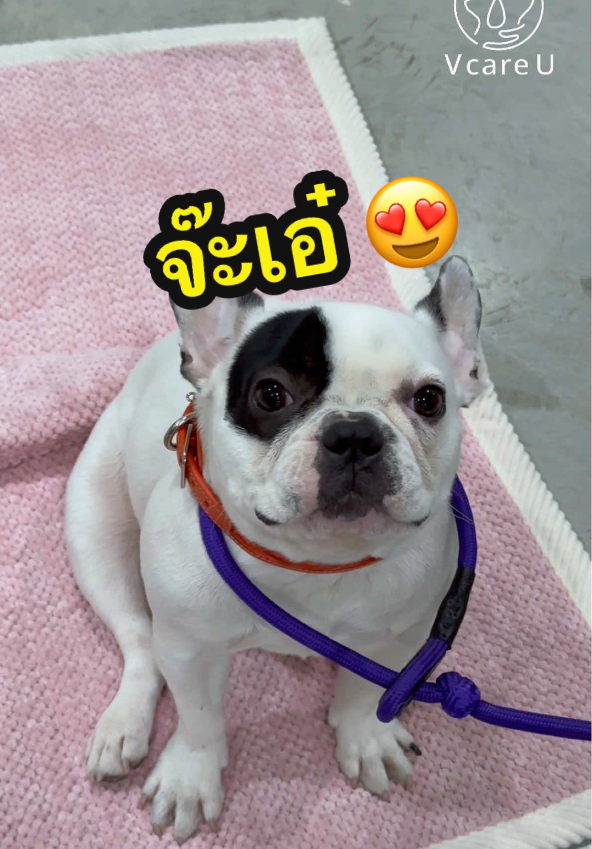 ดีใจเกินต้าน 🥰#พี่ไก่เลี้ยงหมา17ตัว #วีแคร์ยูไทยแลนด์ #น้องหมา #พะแพง #ทาสหมาทาสแมว 