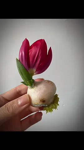 Tulip loài hoa đẹp top 5 thế giới, vậy top 1 là..?🌷#tulip #tulips 