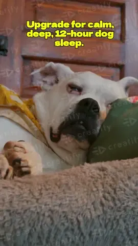 Welcome modexa          dog bed link in bio to order for yourself #instagram #bedroomdesign #bedtime #doglife #dogbeds 