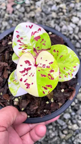 #สวนใบบอนบอนสี 