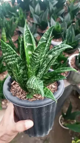 hahnii gaster  #sanseveria #sanseveriahahnii #sanseveriamutation #sanseveriacollector #sanseveriacollection 