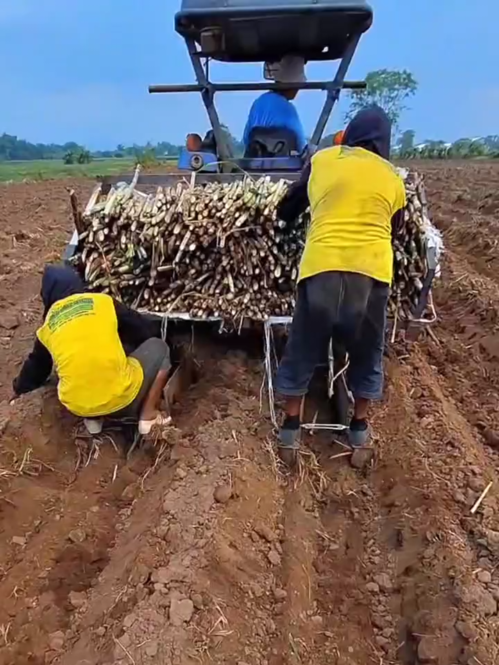 Musim Tanam Tebu #penyuluhpertanian 