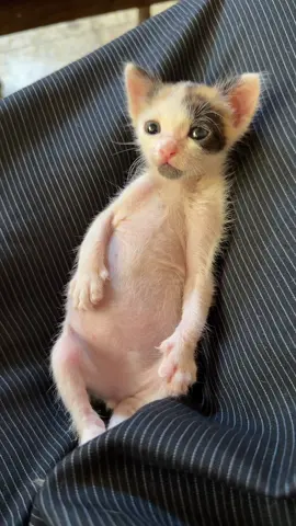 🐈#قطط_كيوت #قطة_صغيرة #قطة_يتيمة#العراق🇮🇶❤️ 