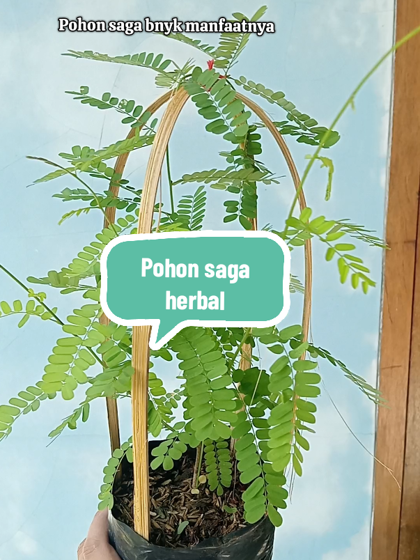 kaya manfaat sayang kalo gak di tanam dirumah😍 #daunsaga #pohonsaga #tanamanobat #tanamanherbal 