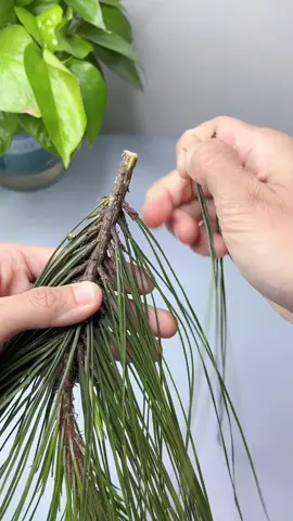 We are not selling products to you, but take natural beautiful things and happy life to you! Enjoy the nature together! #3hlink #Lavender #palmleaves #driedflowers #3hlinkflower #preservedflower #bohodecor #pampasgrass #hydrangea #homedecor #weddingdecoration #babybreath #handmadecrafts #hoteldecor #luxurydecor #flowerbouquet #flowerboxes #flowerbouquets #hydrangeas #christmasdecor #christmasflowers #preservedtree #witchbroom #christmas #driedflowerwholesale #cassiacinnamon #amarantus #willowbranch #minihaybales #decorhaybales 