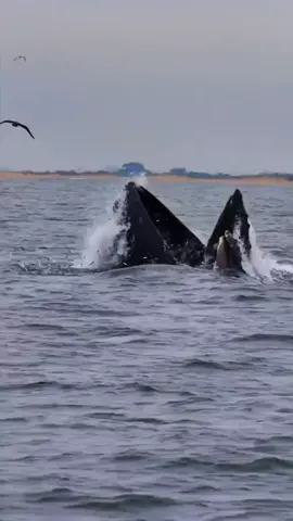 #CapCut #quran #viral #fyp 