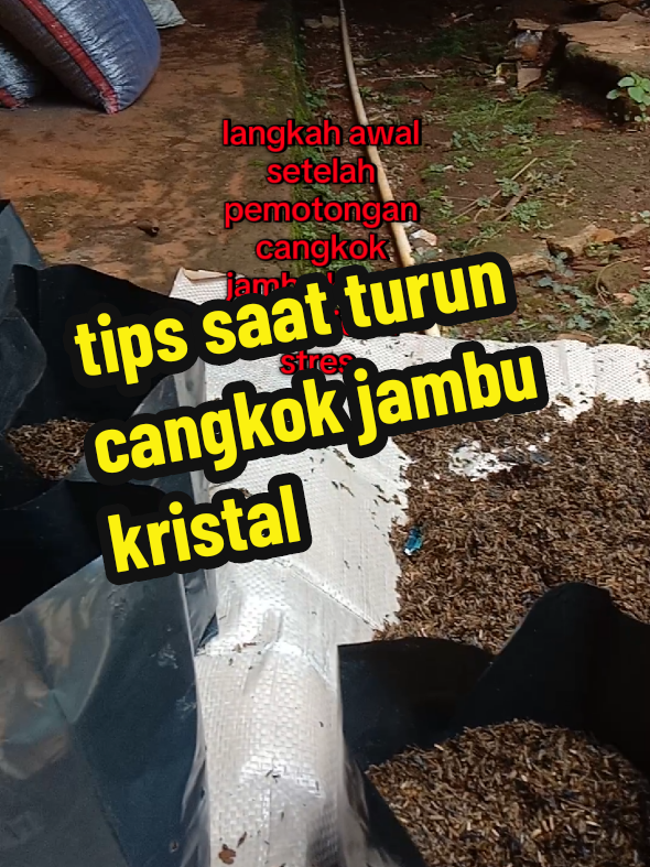 masih belajar. sedikit tips saat turun cangkok pada  batang jambu kristal. #petanimuda #jambukristal 
