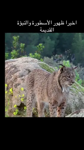 The rare white Iberian lynx الوشق الأيبيري الأبيض النادر  . . . #لايك ناشيونال_جيوغرافيك #catlover #حيوانات #shakeittothemax #fyyyyyyyyyyyyyyyy         