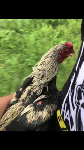 eh upload pitik,info hiburan bosku?😅#CapCut #salaminteraksi🙏 #ayambangkokindinesia #asorrrjiee #ayambangkokyogyakarta #unggul 