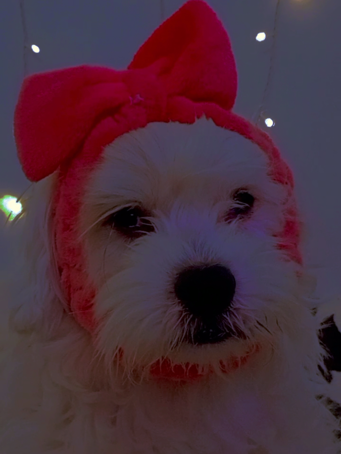 meu princeso #dog #dogsofttiktok #doggo #cachorro #lhasaapso 