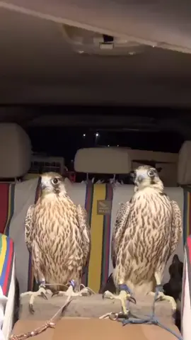 #شاهين_وحش🦅 #مقناص #العين_دار_الزين 