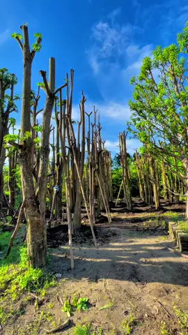 #pohonkediri #penghijauan #fyp #minatlangsungdm