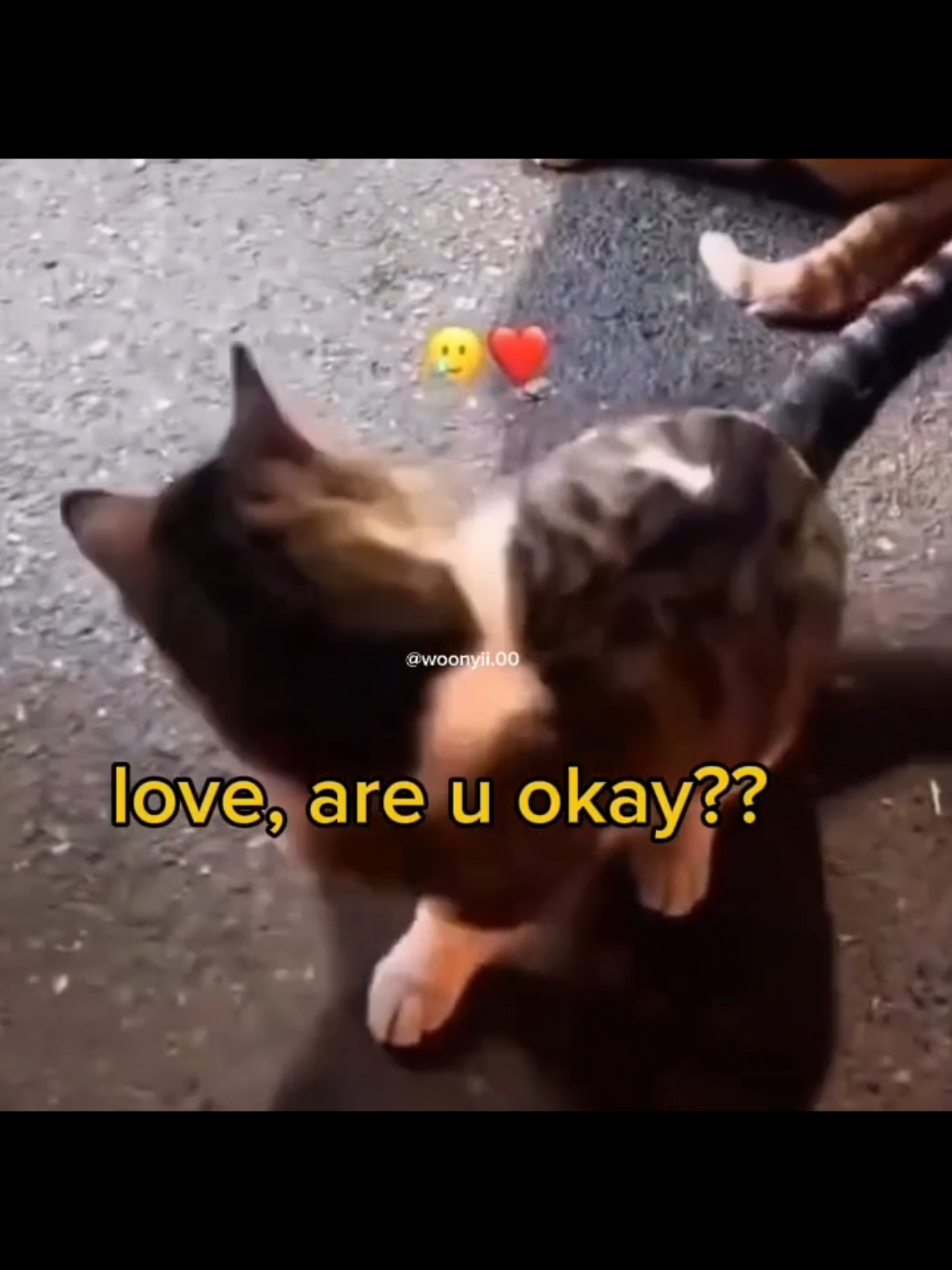 #meme #voiceacting #funny #cute #cats 