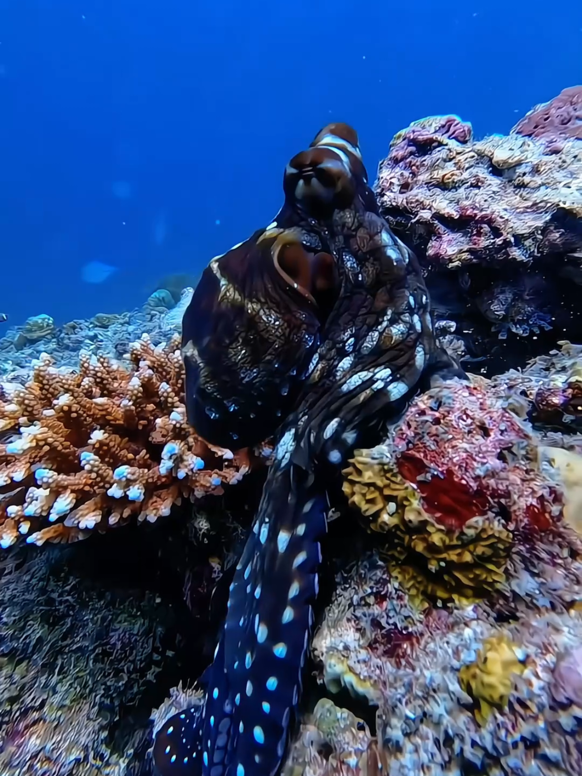 @Dj Goja #exotic #underwater #relaxing #fish #ocean 