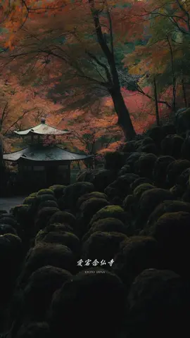 愛宕念仏寺の紅葉が美しい