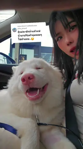 ตอบกลับ @pita_proudจะซักให้ขาวเลยงับ แล้วมาเติมล่ำกัน #ล่ำซำบางแก้ว #สัตว์เลี้ยงtiktok #ทาสหมา #เปิดโกดัง4 #glutastory 