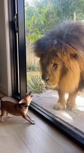 Chihuahua is at it again 🤣 #lion #chihuahua #funnyanimals #sora2 