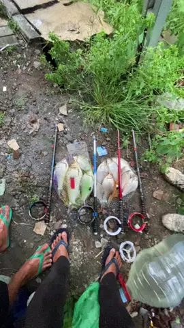 🤩 #mancingfyp #fyp #mancingmaniamantap #fypdong #mancingliar 