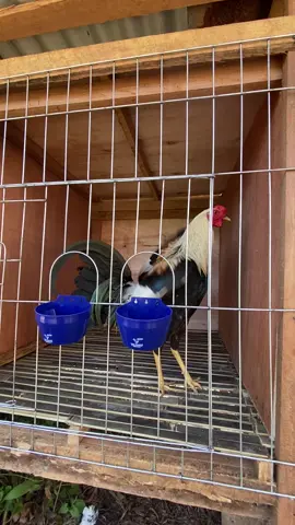 sembarang sembarang #ayamphilipin🇵🇭 #Greey 